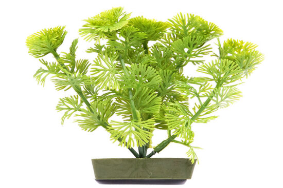 CABOMBA FLOR MEDIANA PLANTA 13.0X11.0CMS