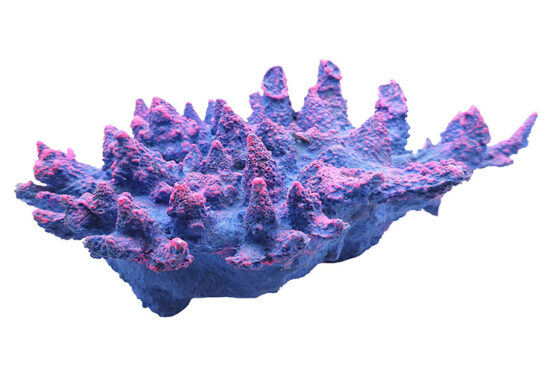 CORAL VIOLETA AZUL 30.0X20.0X10.0CMS