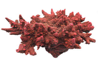 CORAL MARINO 28.0X21.0X12.0CMS