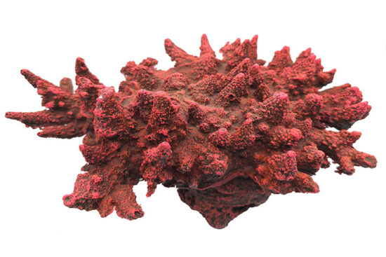 CORAL MARINO 28.0X21.0X12.0CMS