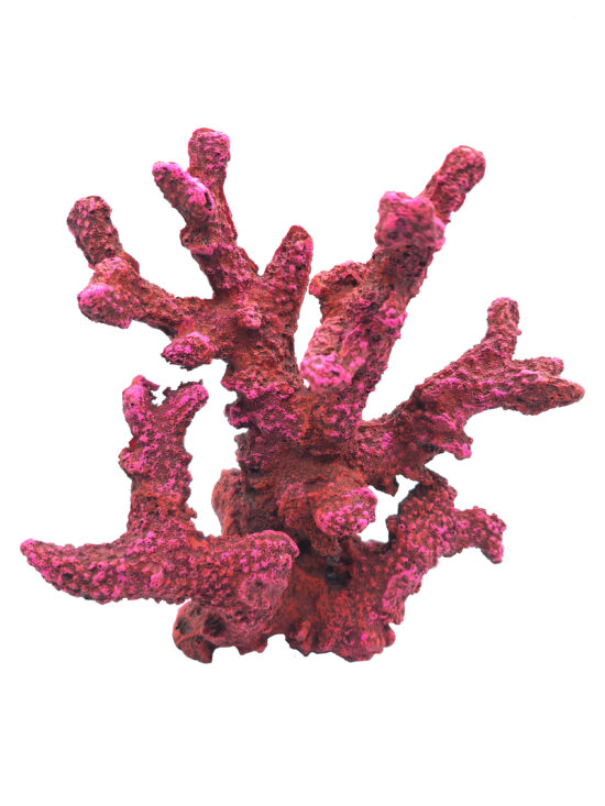 CORAL MARINO 22.5X9.0X23.0CMS