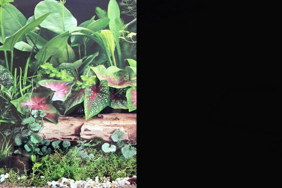 POSTER 30CM-15MT PLANTAS/NEGRO