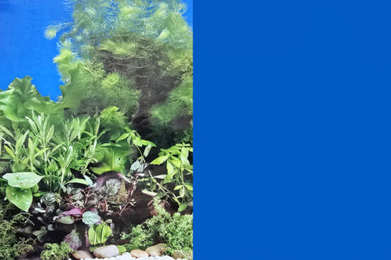POSTER 30CMS-15MT DOBLE PLANTAS/AZUL