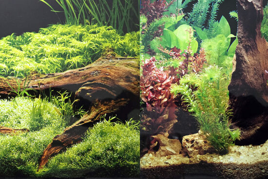 POSTER 30CMS-15MT DOBLE RAICES/PLANTAS