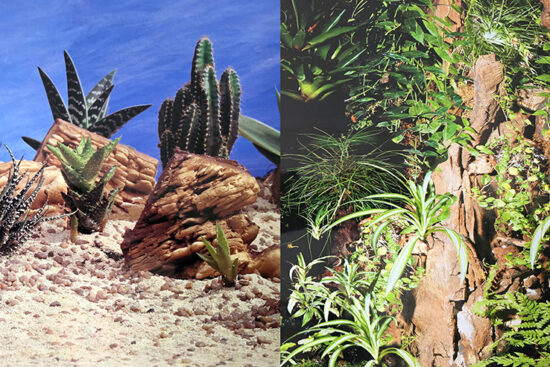 POSTER 30CMSX15MT SENCILLO ACUARIO PLANTADO/DESIERTO CACTUS