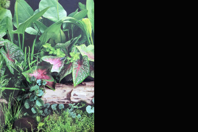 POSTER 45CMSX15MT DOBLE PLANTAS/NEGRO