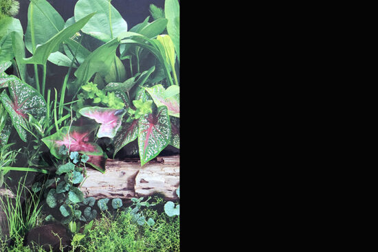 POSTER 45CMSX15MT DOBLE PLANTAS/NEGRO