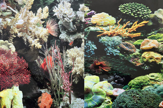 POSTER 45CMS-15MT DOBLE MARINO/CORAL