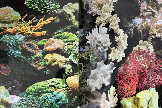 POSTER 60CMS-15MT DOBLE MARINO/CORAL
