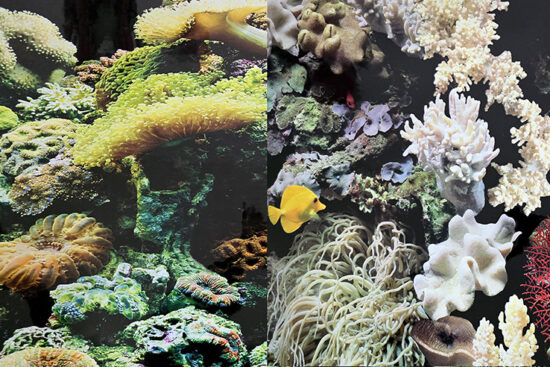POSTER 45CMX7,6MT DOBLE CORAL/MARINO