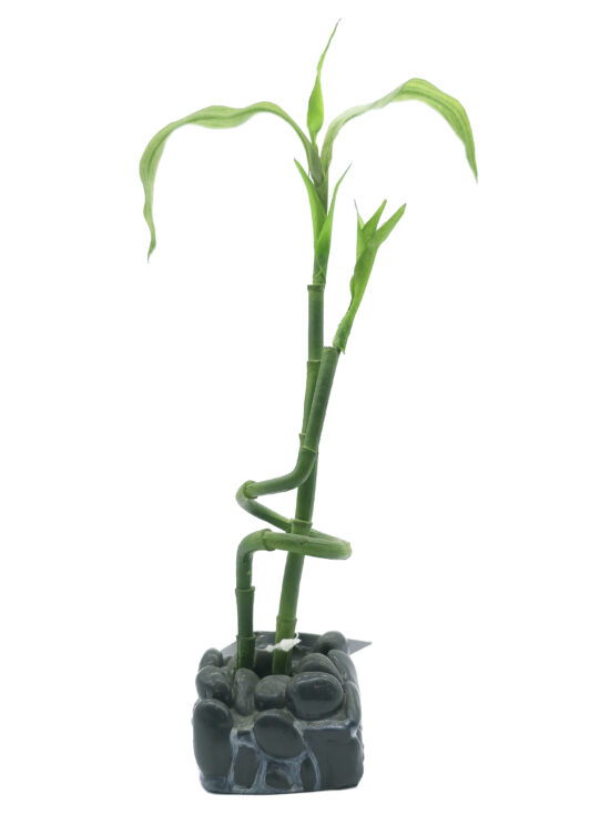 BAMBU PARA BETA KIT 6.0X6.0X27.0CMS