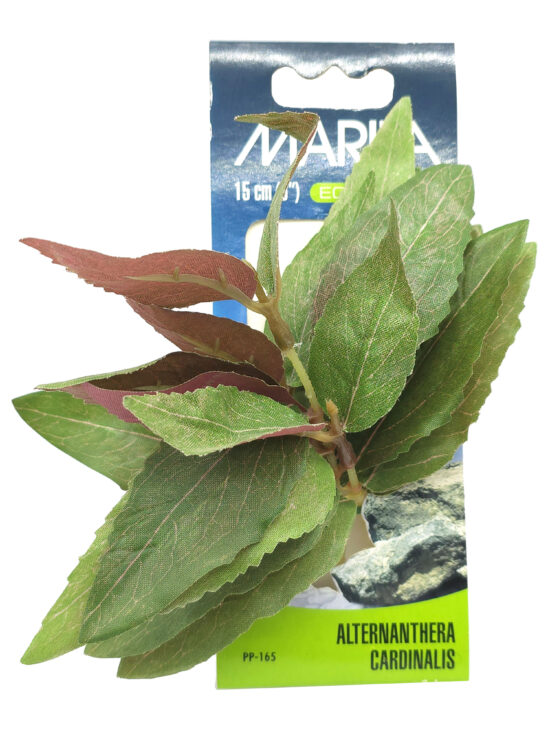 ECOSCAPER ALTERNANTHERA CARDENALIS 15.0CMS