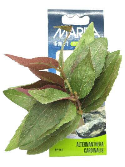 ECOSCAPER ALTERNANTHERA CARDENALIS 15.0CMS