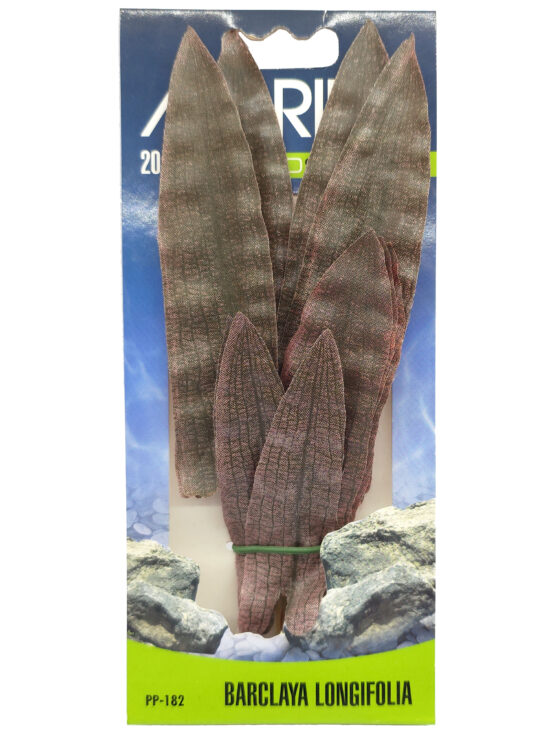 ECOSCAPER BARCLANIA LONGIFLORA 20.0CMS
