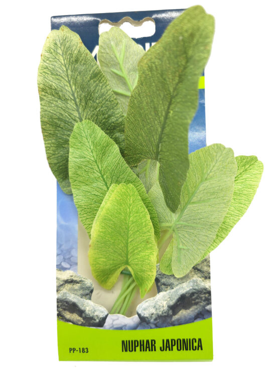 ECOSCAPER NYNPHAEA JAPONICA 20.0CMS
