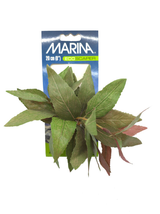 ECOSCAPER ALTERNANTHERA CARDINALIS 20.0CMS