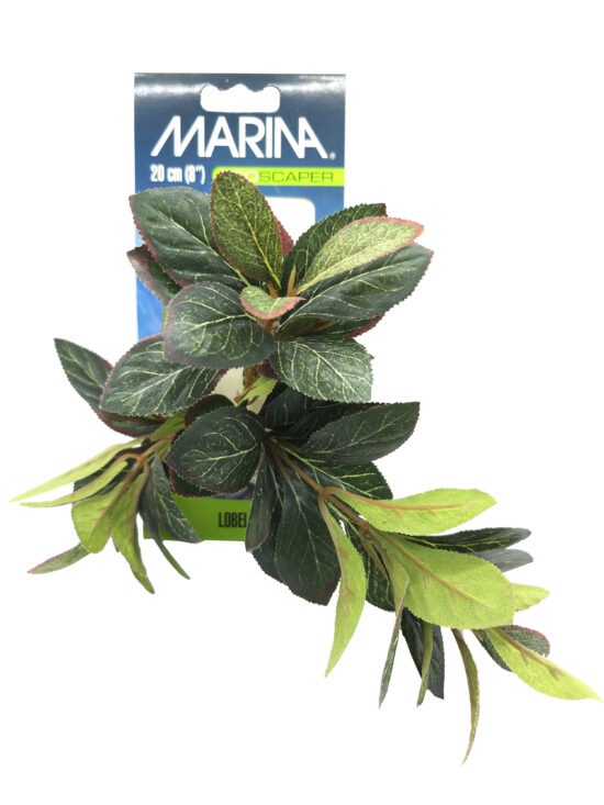 ECOSCAPER LOBELIA CARDINALIS 20.0CMS