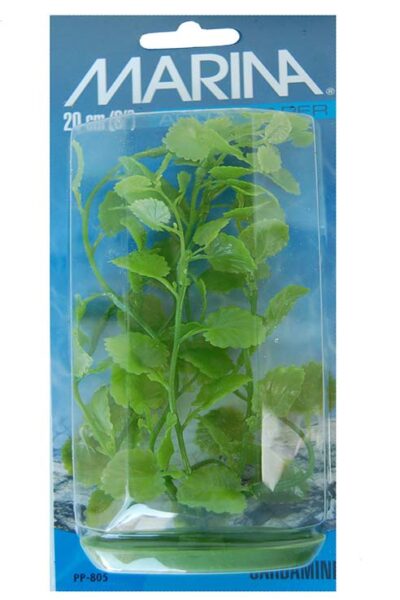 CARDAMINE 20 CMS PLANTA