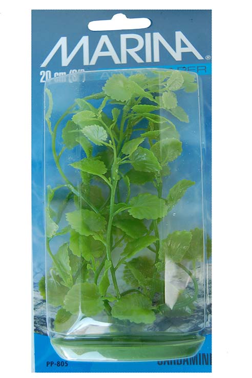 CARDAMINE 20 CMS PLANTA