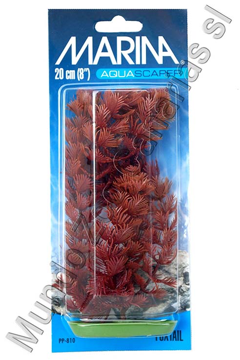 FOXTAIL 20.0CMS PLANTA