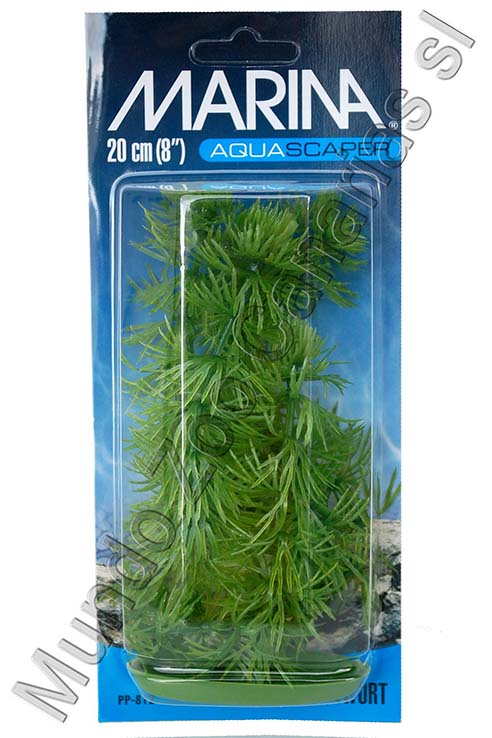 CABOMBA 20 CMS PLANTA