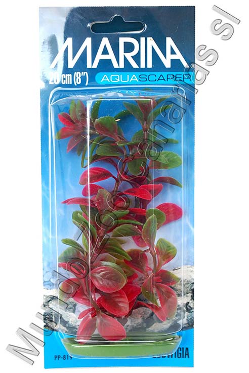 LUDWIGIA 20 CMS PLANTA