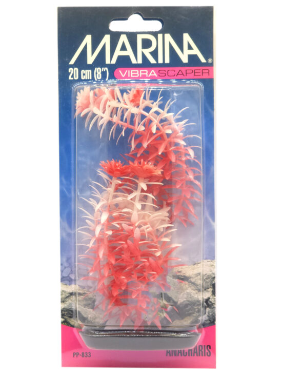 ANACHARIS MED VIVRASCAPER MARINA 20CMS