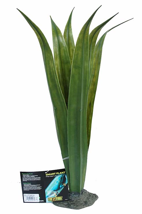 PLANTA PANDANUS 12.5X9.0X60.0CMS