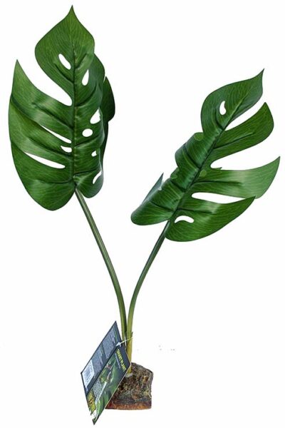 PLANTA PHILODENDRON 10.0X8.0X55.0CMS