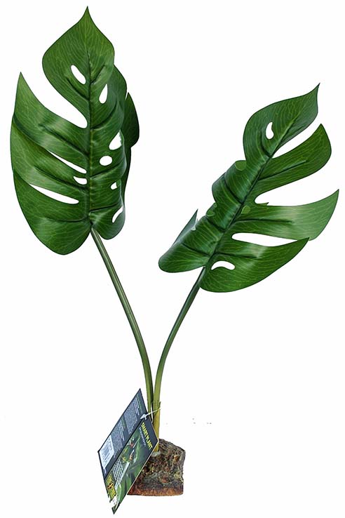PLANTA PHILODENDRON 10.0X8.0X55.0CMS