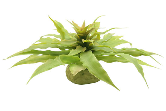 CACTUS DEDO DOBLE 7øX15CMS