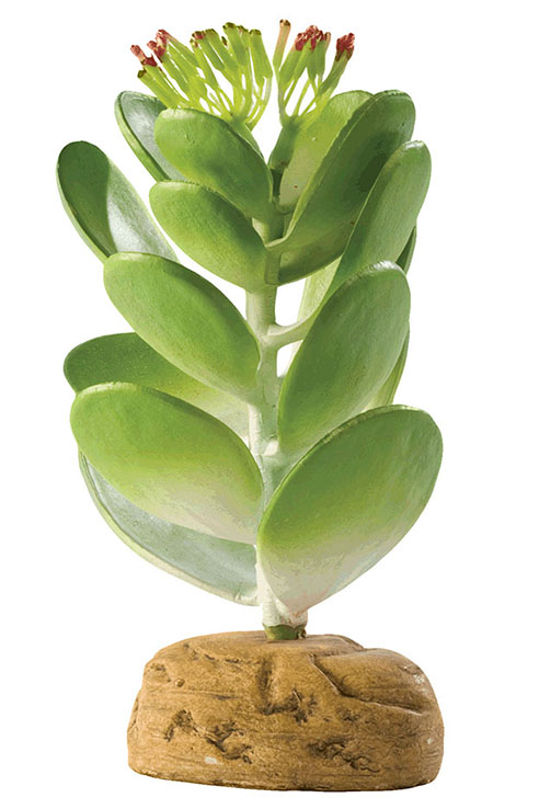 CACTUS EUPHORBIA JADE 6.0øX6.0CMS