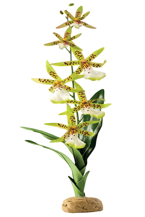 ORQUIDEA ARAÑA 6.5øX45.0CMS