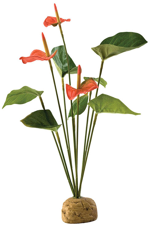 ARBUSTO ANTHURIUM 6.5øX30.0CMS