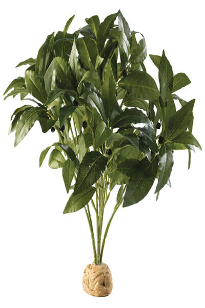 ARBUSTO LAUREL 25.0øX30.0CMS