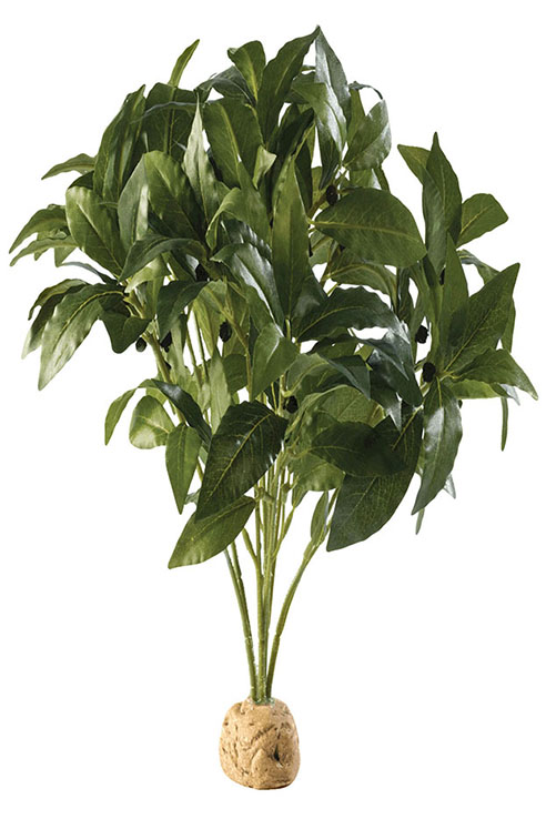 ARBUSTO LAUREL 25.0øX30.0CMS