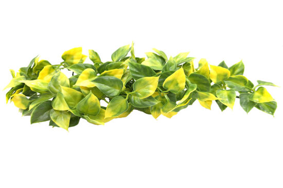 MANDARIN PEQ PLANTA 12.0X30.0CMS