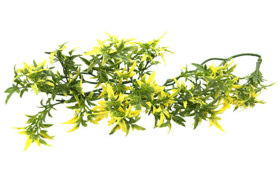 CROTON MEDIANO PLANTA 13.0X36.0CMS