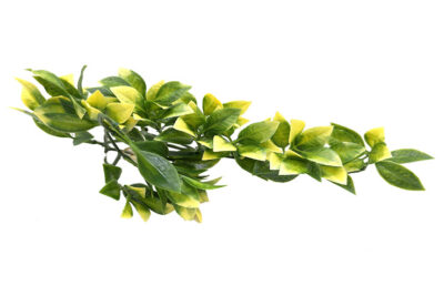 AMPALLO MEDIANO PLANTA 13.0X38.0CMS