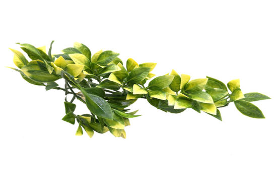AMPALLO MEDIANO PLANTA 13.0X38.0CMS