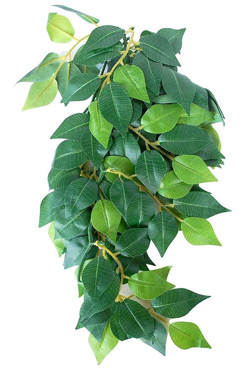 FICUS SEDA MEDIANO PLANTA 14.0X36.0CMS