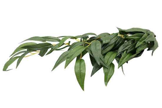 RUCUS SEDA MED PLANTA 13.0X32.0CMS