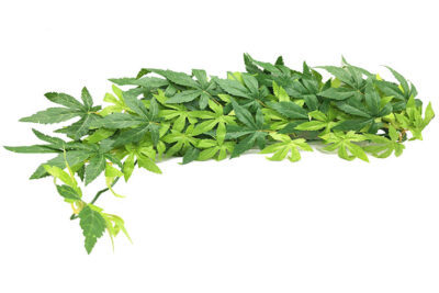 ABULITON SEDA GDE PLANTA 15.0X70.0CMS