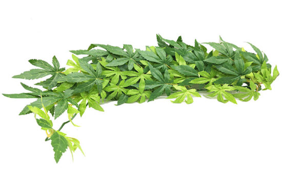 ABULITON SEDA GDE PLANTA 15.0X70.0CMS
