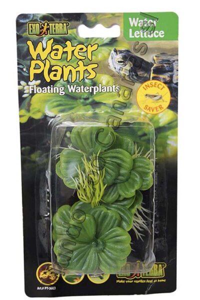 PLANTA WATER LETTUCE FLOTANTE 15.0CMS