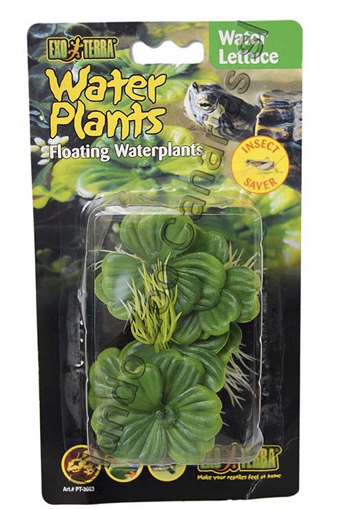 PLANTA WATER LETTUCE FLOTANTE 15.0CMS