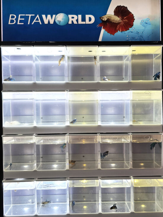 BETTAWORLD CENTER 25 BETTAS MODULO COMPLETO