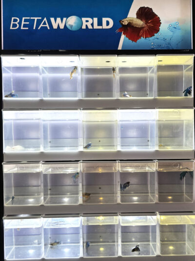 BETTAWORLD CENTER 25 BETTAS MODULO COMPLETO