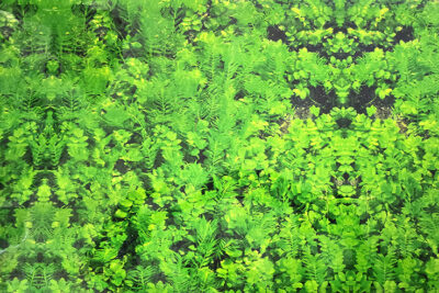 POSTER 50CMSX15MT SENCILLO FONDO VEGETACION VERDE TUPIDA