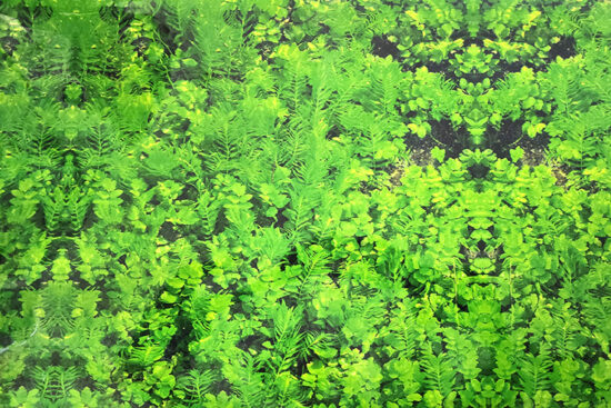 POSTER 50CMSX15MT SENCILLO FONDO VEGETACION VERDE TUPIDA
